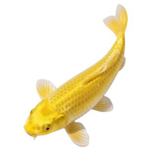 大型纯种好运黄金锦鲤活鱼观赏鱼红白锦鲤鱼淡水金鱼好养耐活包邮