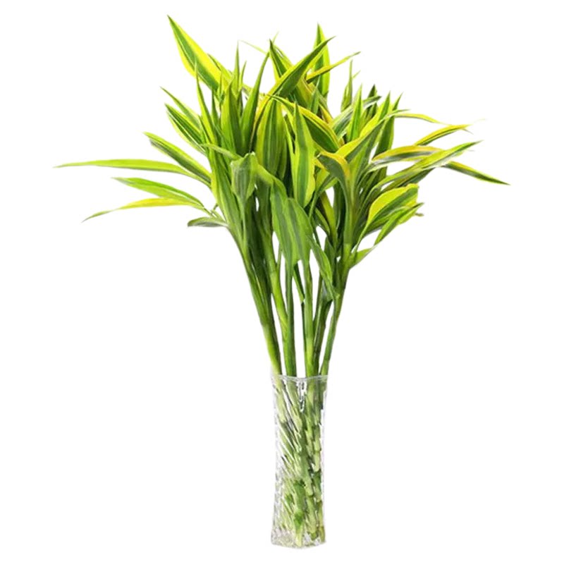 金边富贵竹水培植物盆栽绿植花卉室内花客厅水养大叶转运竹节节高