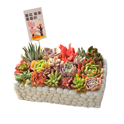 多肉小盆栽创意盆景组合室内绿植肉肉植物带盆栽好成品教师节礼物