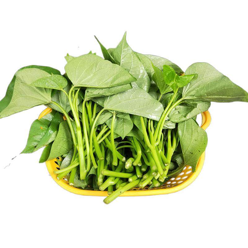 农家新鲜红薯尖番薯叶嫩芽
