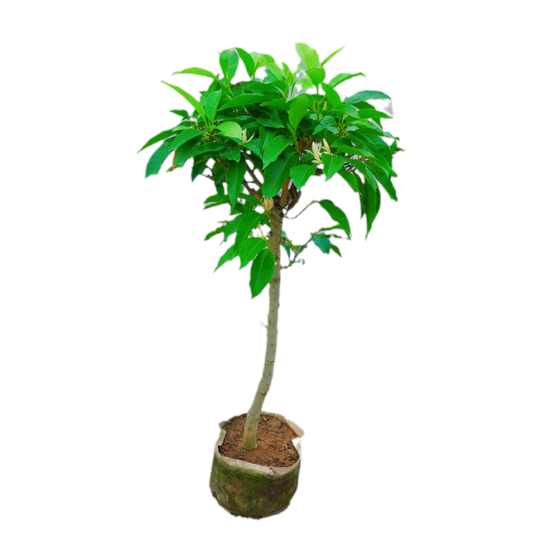 花明月白兰花树苗植物室内阳台