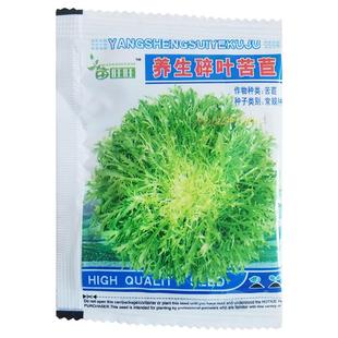 碎叶苦苣种子四季阳台庭院盆栽蔬菜种籽菊苣野苣高产东北苦菜种孑