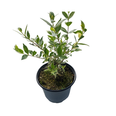 香桃木阳台花园芳香好看叶子独特