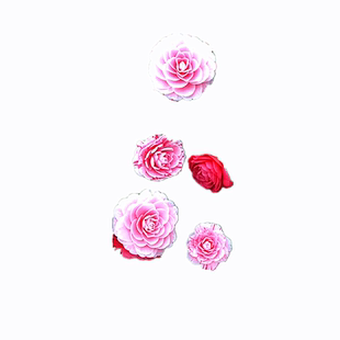 五色赤丹茶花 一树多色 高档茶花品种 多色茶花 可一物一拍