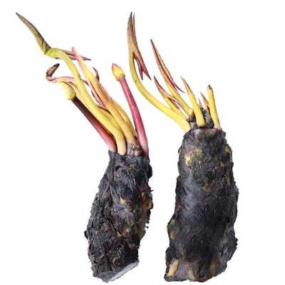 基地水生植物河道过滤池净化水质