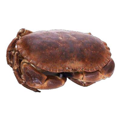 面包蟹包活到家满膏蟹母蟹膏蟹海鲜水产进口海蟹活蟹鲜活海产生鲜