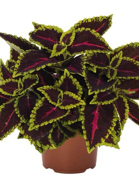 花卉植物四季阳台彩叶草观叶
