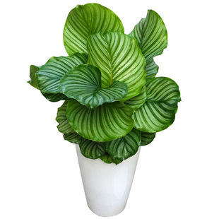 【竹芋集合】青苹果竹芋白脉叶蝉马克思彩虹青纹红玫瑰竹芋盆栽