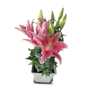 进口香水百合种球四季开花好养带根芽盆栽室内外花植物种子浓香