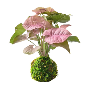 合果芋苔藓球绿植懒人好养水培植物绿精灵彩叶芋红粉佳人室内盆栽