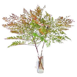 南天竹水培植物真树苗盆栽客厅好水养火焰南天竹绿植带根老桩盆景