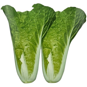 顺丰包邮4斤小白菜新鲜蔬菜散叶子白菜农家自种绿色青菜火锅叶菜