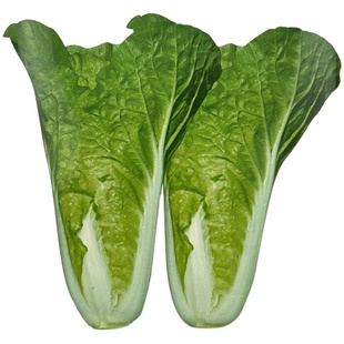 顺丰包邮4斤小白菜新鲜蔬菜散叶子白菜农家自种绿色青菜火锅叶菜