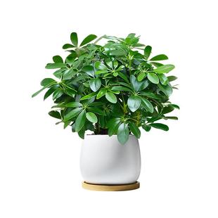 八方来财鸭脚木小盆栽植物客厅室内绿植七叶莲净化空气办公室盆景