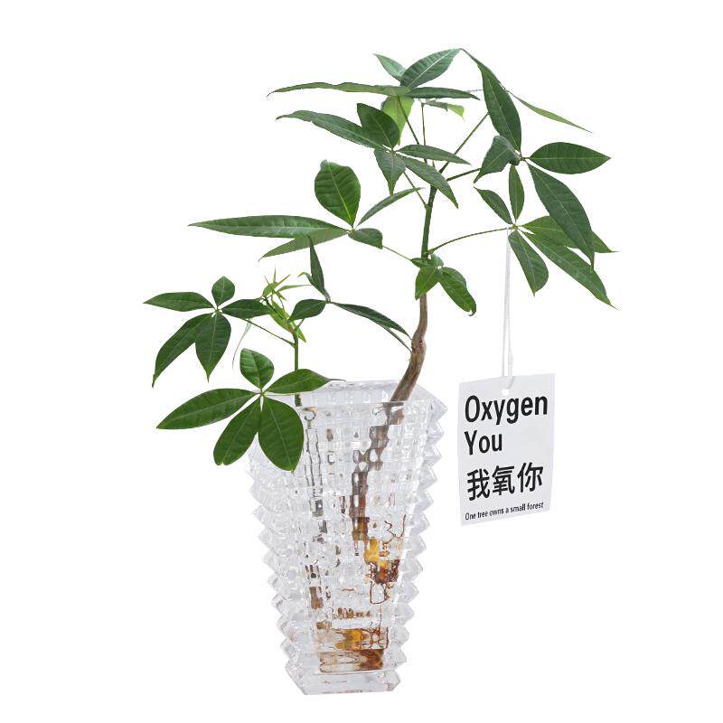 发财树水培植物好养盆栽