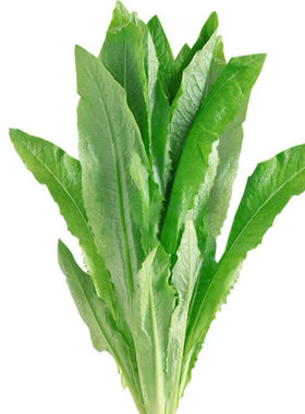 油麦菜新鲜蔬菜生态鲜嫩顺丰云南