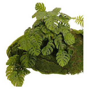 森空间 仿真绿植造景 配饰小植物龟背蕨草装饰摆件微景观软装搭配