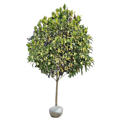 桂花树苗大树地栽金桂丹桂四季常青桂花树庭院植物阳台浓香型花卉