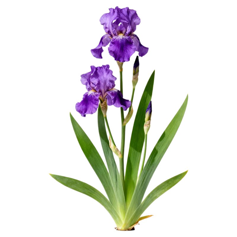 紫花鸢尾红花苗水生植物耐寒耐热
