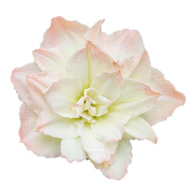 星辰的花园朱顶红小苗带根叶对版