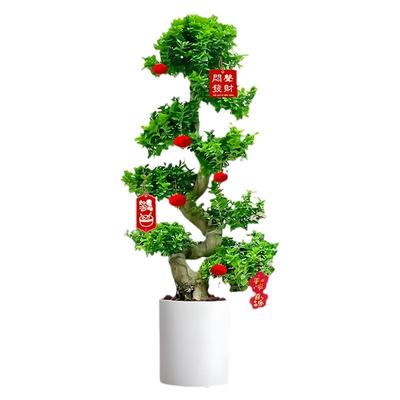 造型金钱榕招财盆栽养死包补