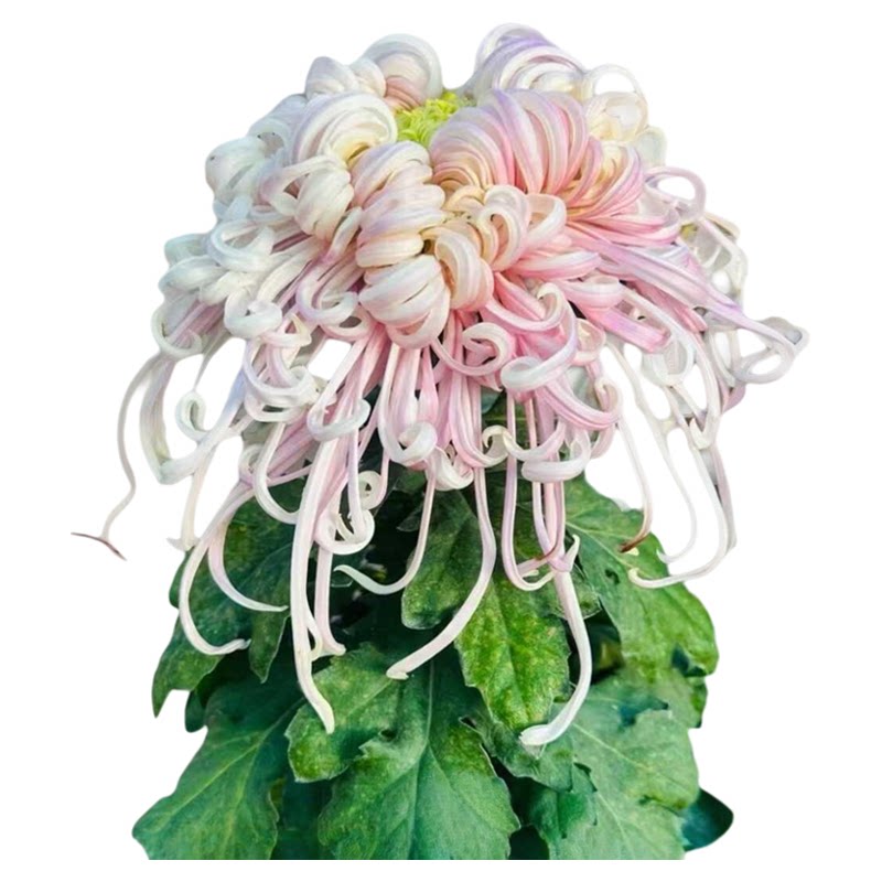 四季开花菊花盆栽大菊花苗