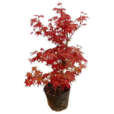 带叶发货,红舞姬盆栽树苗