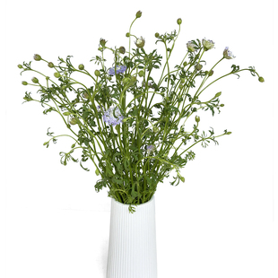 翠珠 鲜花云南直发昆明直批基地斗南花市插花水养花束花卉家庭