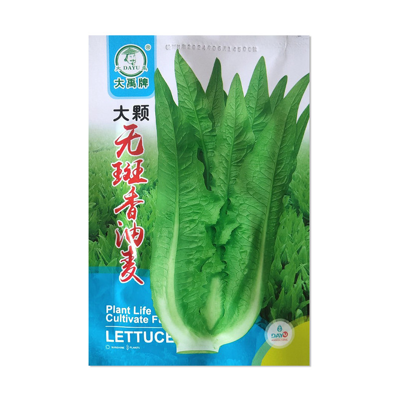 大禹大颗无斑经典香油麦菜种子