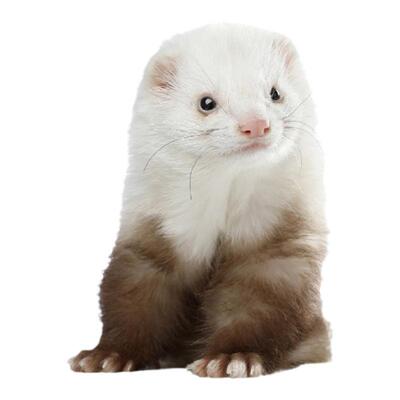 安格鲁萌宠可爱好养稀有雪貂