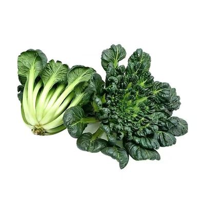 秋冬乌塌菜苗带土发货