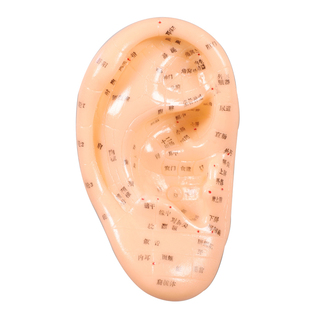 人体各种模型穴位教学模型脚模耳膜 手摸 型针灸推拿按摩穴位