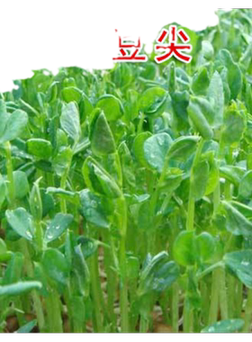 秋冬种子豌豆苗颠荷兰豆芽苗菜