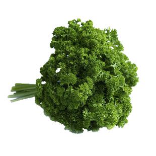 【廊下滋味】荷兰芹500g新鲜香芹菜 番茜 洋芫荽番荽西餐摆盘装饰