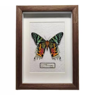 太阳蛾标本蝴蝶装饰摆件巨划算生日礼物开学礼品稀有伴手礼