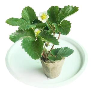 丹东东港99红颜草莓苗种苗阳台庭院大棚盆栽可食用果苗四季结果