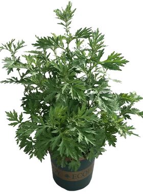 驱蚊草种子花卉植物除虫菊夏季