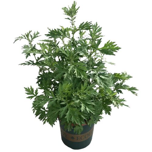 驱蚊草种子草花种籽阳台盆栽庭院除虫菊艾草四季播驱蚊植物组合