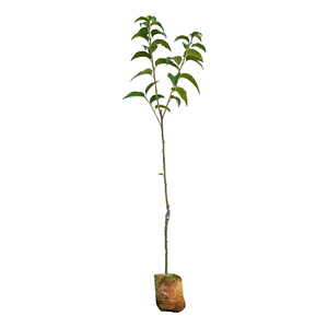 山楂树杯苗大金星甜红子山楂苗南方北方种植盆栽地栽嫁接高产果苗