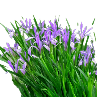 马兰花种籽子马莲四季播种多年生庭院草种子耐寒耐旱易种草坪花籽