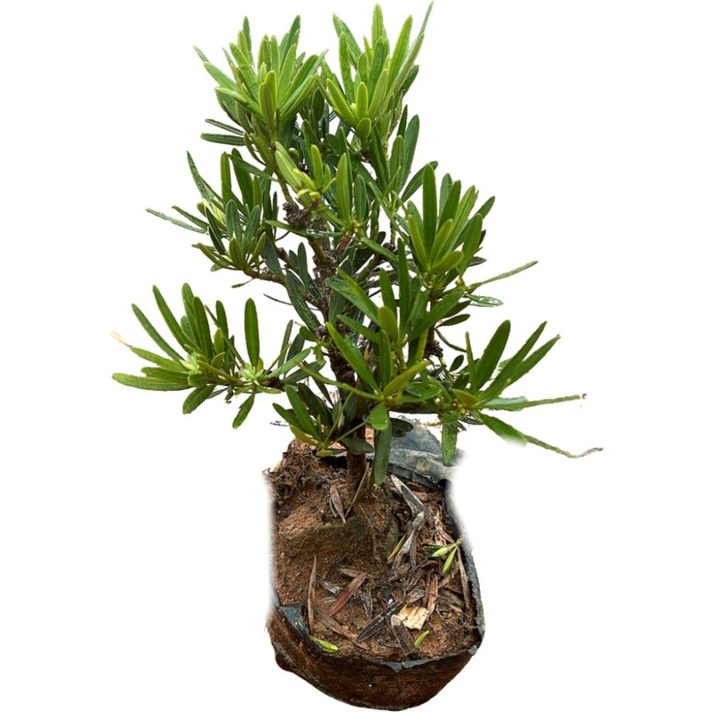 公树开花不结果菊花心罗汉松