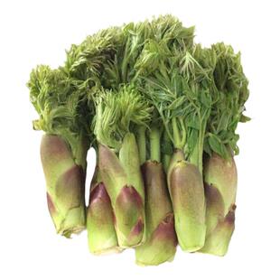 东北特产野生山菜刺嫩芽新鲜刺老芽山野菜刺龙芽农产品一斤包邮