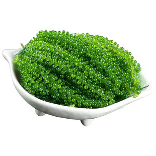 海葡萄新鲜即食蔬菜绿色鱼子酱海藻菜盐渍海带送芥末爆珠食用凉拌