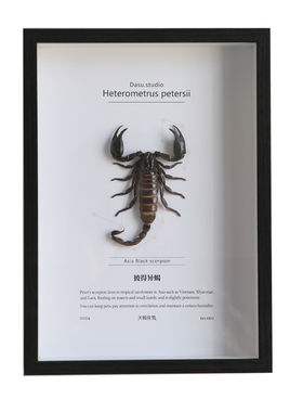 【天蝎座】雨林蝎子昆虫标本相框展示框罕见摆件相框小众手工礼物