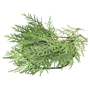 侧柏叶桑叶苦丁茶中药材脂溢性脱发洗发药包去油防脱乌发生发包邮