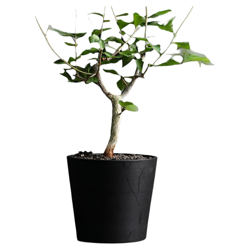 绿植盆栽怀特没药阳台植物芳香