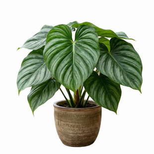 西瓜皮碧浪蔓绿绒阳台室内好养绿植盆栽明脉蔓绿绒网红ins风热植