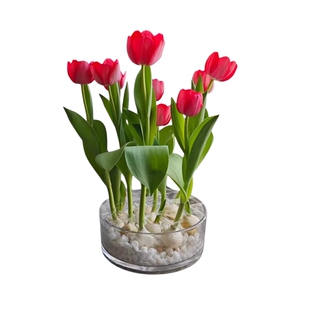 进口郁金香种球水培花卉室内外阳台好养易活耐寒植物土培盆栽植物