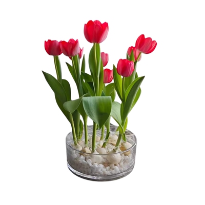 进口郁金香种球水培花卉盆栽植物