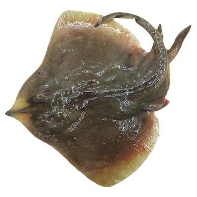 大连海鲜老板鱼顺丰时效